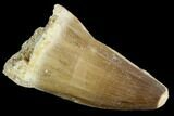 Mosasaur (Prognathodon) Tooth - Morocco #118914-1